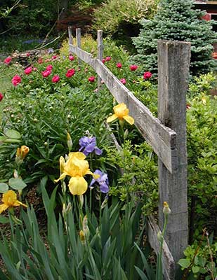 Perennial garden along old fence