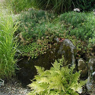 Succulent plantings in rock garden